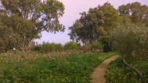 Bosque de Camposoto, Salina Tres Amigos